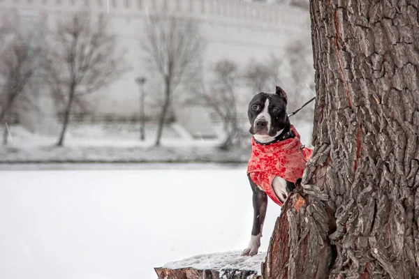 Staffordshire Terrier Orange Jacket Sits Stump — Stock Photo, Image