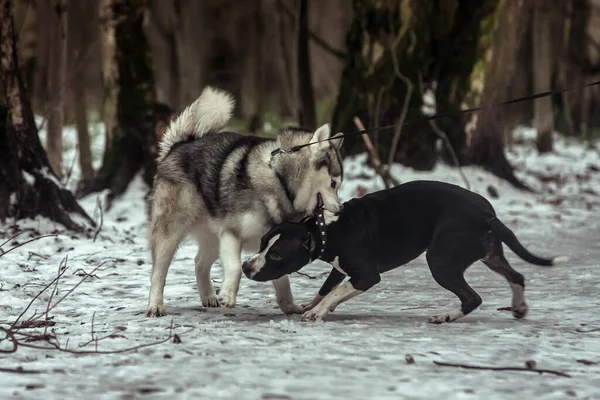 Alaska Malamute Juega Con American Staffordshire Terrier Bosque Nevado — Foto de Stock