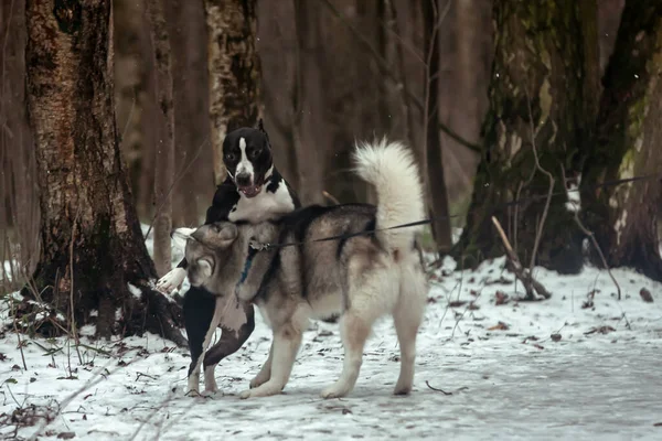 Alaskan Malamute Speelt Met Amerikaanse Staffordshire Terrier Een Besneeuwd Bos — Stockfoto
