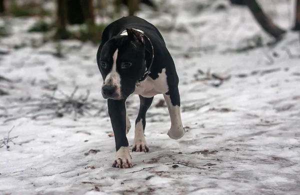 Negro Blanco Staffordshire Terrier Corre Través Bosque Nevado — Foto de Stock