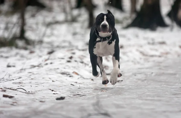 black and white staffordshire terrier runs through a snowy forest