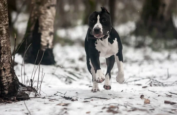 Negro Blanco Staffordshire Terrier Corre Través Bosque Nevado — Foto de Stock