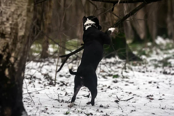 Negro Blanco Staffordshire Terrier Saltó Sobre Una Rama —  Fotos de Stock