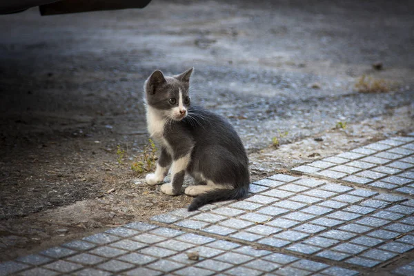 Взгляд Маленького Котенка — стоковое фото
