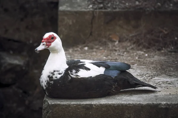 duck sits on a concrete ledge