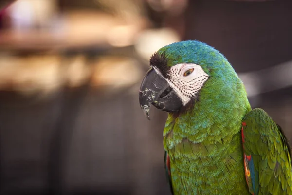 Pequeno Papagaio Verde Senta Squints — Fotografia de Stock