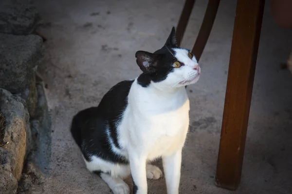Gato Blanco Negro Sienta Ruega Por Comida — Foto de Stock