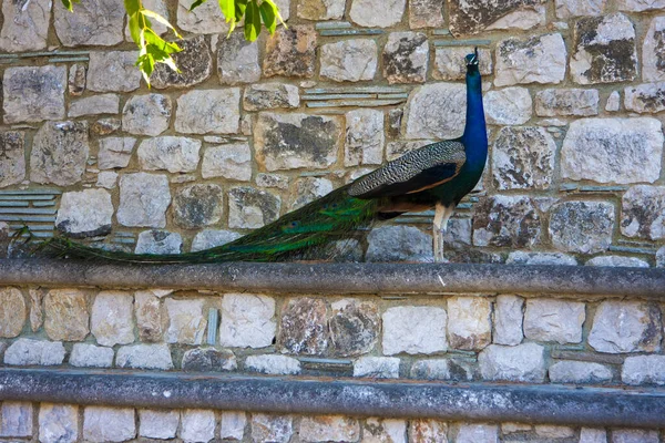 Pavão Ostenta Contra Uma Parede Pedra — Fotografia de Stock