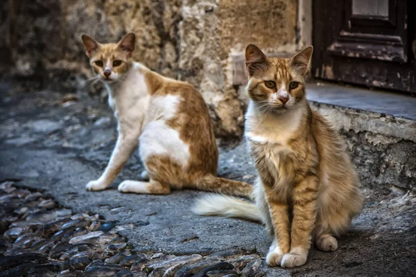 Par Gatos Están Sentados Pavimento Piedra — Foto de Stock