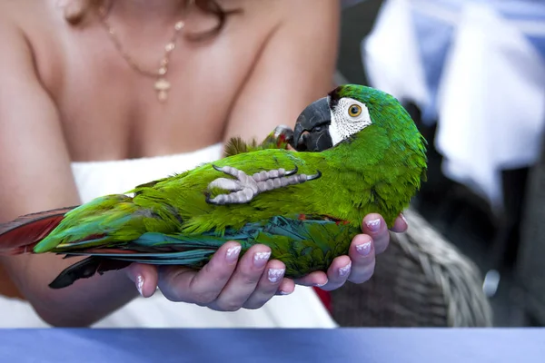 Pequeno Papagaio Verde Está Nas Mãos Uma Menina — Fotografia de Stock