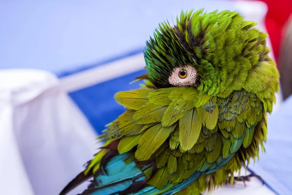 Pequeno Papagaio Verde Bonito Virou Cabeça — Fotografia de Stock