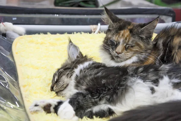 two furry cats sleep sweetly