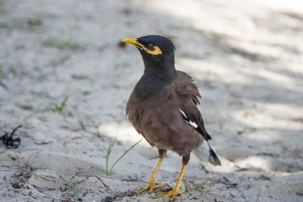 Krásný Tropický Pták Pláži Thajsku — Stock fotografie