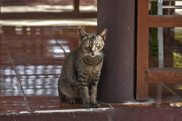 Gato Sienta Entrada Hotel Tailandia — Foto de Stock