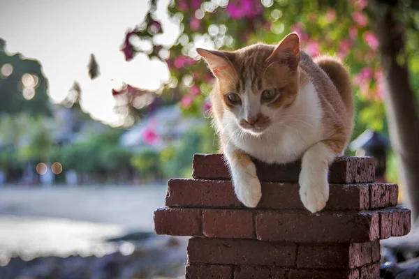 Hermoso Gato Sienta Sobre Fondo Árboles — Foto de Stock