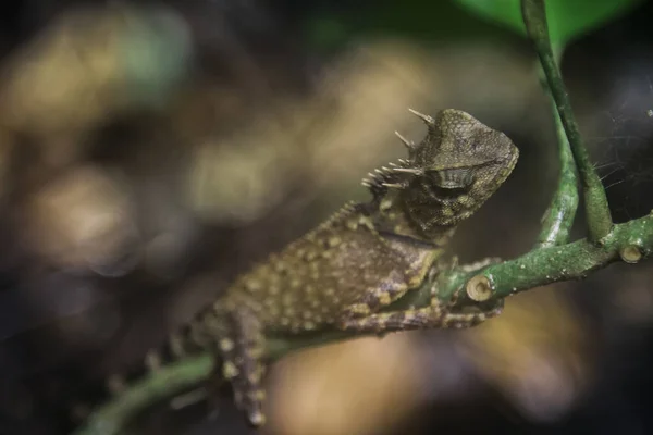 Lagarto Verde Bela Selva Tailândia — Fotografia de Stock