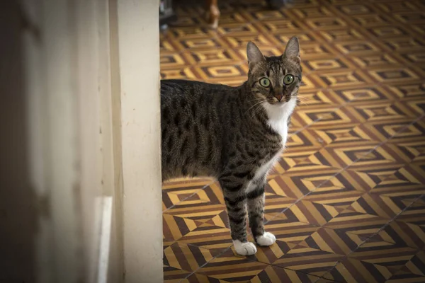 Curioso Gato Asoma Por Puerta — Foto de Stock