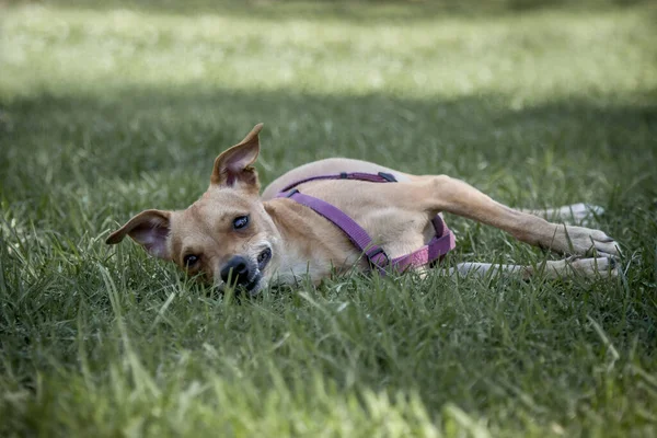 Küçük Köpek Yeşil Çimlerde Dinleniyor — Stok fotoğraf