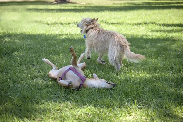 Küçük Köpek Yeşil Çimlerde Oynuyorlar — Stok fotoğraf