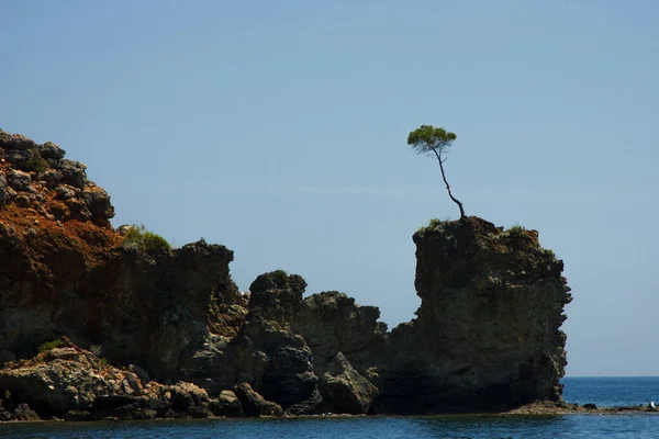 大海中的岩石 天空中的一棵树 — 图库照片