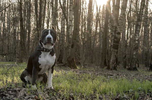 Cão Está Sentado Uma Bela Clareira Floresta — Fotografia de Stock