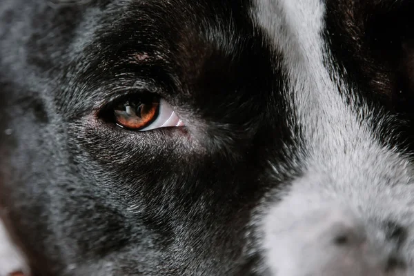 The brown eye of a dog looks at the photographer