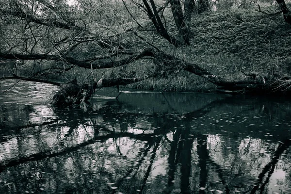 강물의 인상적 통나무들의 — 스톡 사진