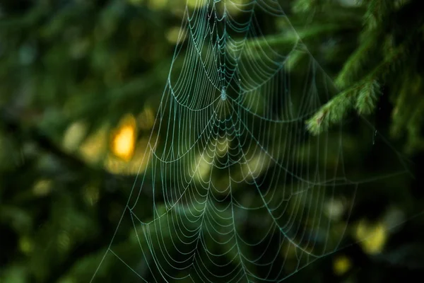 Una Tela Araña Árbol Mañana Lago Seliger — Foto de Stock