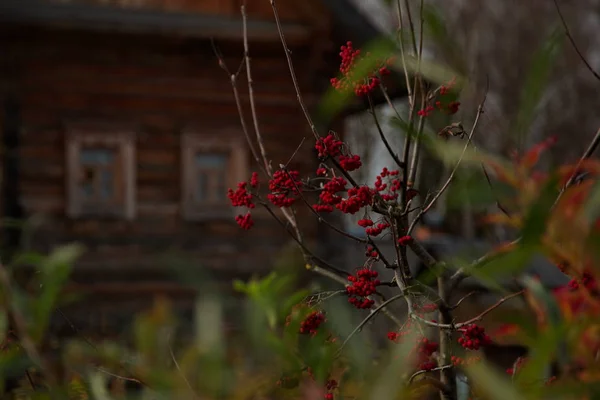 Гірський Попіл Восени Тлі Сільського Будинку — стокове фото