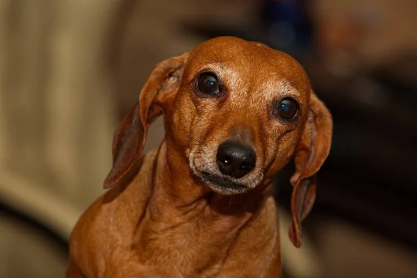 Portrait Elderly Wise Dachshund — Stock Photo, Image