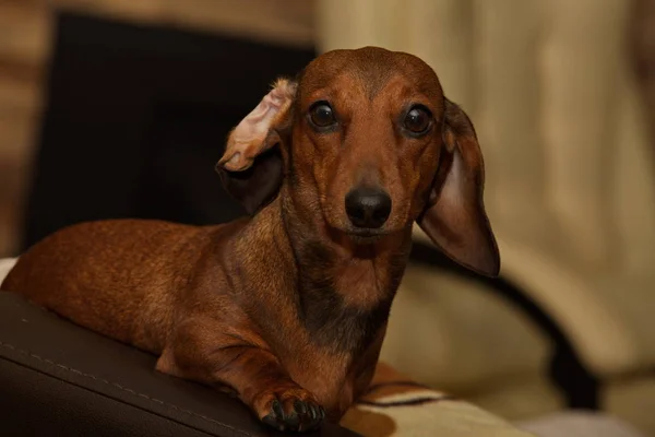 若いDachshund Dachshundの肖像 — ストック写真