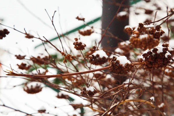 Кущ Покритий Снігом Зимовому Лісі — стокове фото