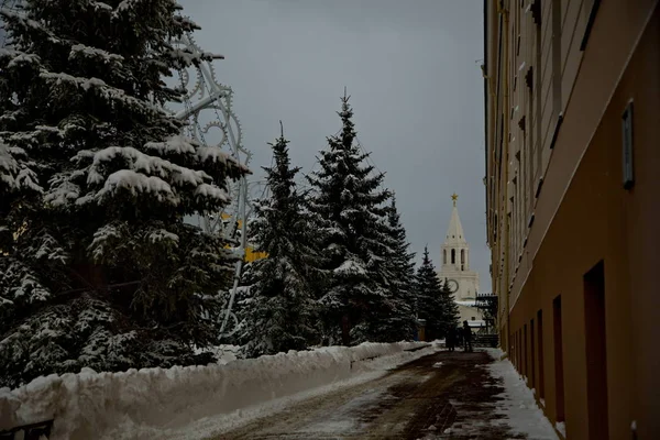 Abeto Azul Território Kremlin Kazan — Fotografia de Stock