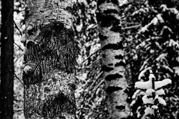 Winter snowy forest in the Republic of Mari El, Russia.