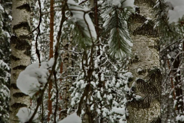 Forêt Enneigée Hivernale République Mari Russie — Photo