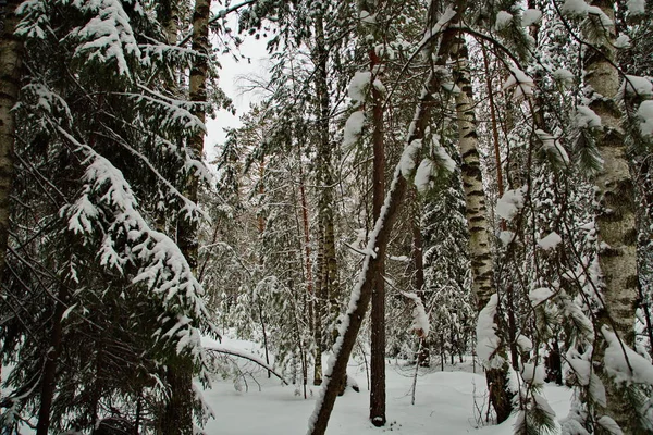 Winter snowy forest in the Republic of Mari El, Russia.