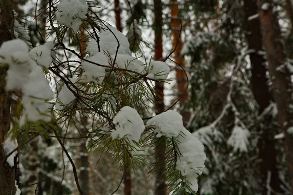 Winter snowy forest in the Republic of Mari El, Russia.
