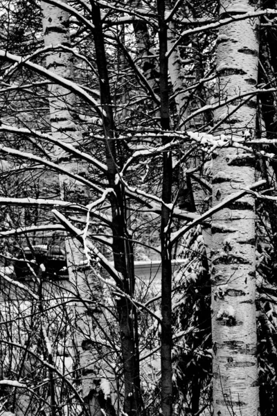 Winter snowy forest in the Republic of Mari El, Russia.