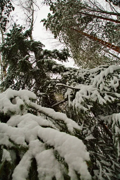 Winter snowy forest in the Republic of Mari El, Russia.
