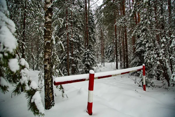 Bosque Nevado Invierno República Mari Rusia — Foto de Stock