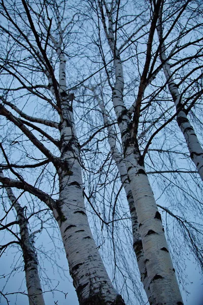 Birch Trees Winter Mari Forest — Stock Photo, Image