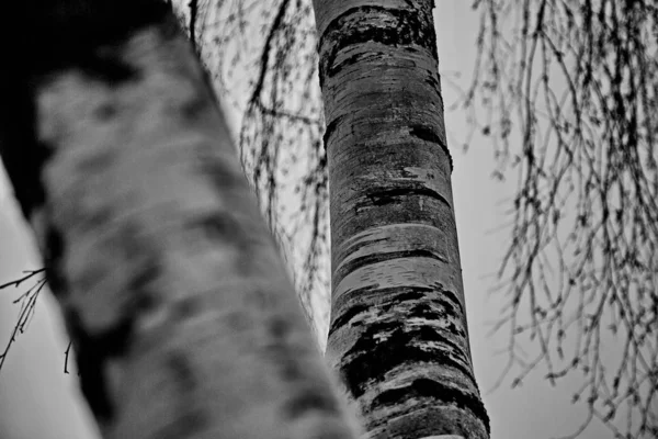 Vidoeiros Inverno Floresta Mari — Fotografia de Stock