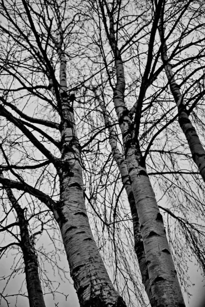 Brzozy Zimowym Lesie Mari — Zdjęcie stockowe