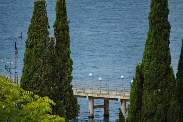 Cypress Trees Black Sea Coast Caucasus Russia — Stock Photo, Image