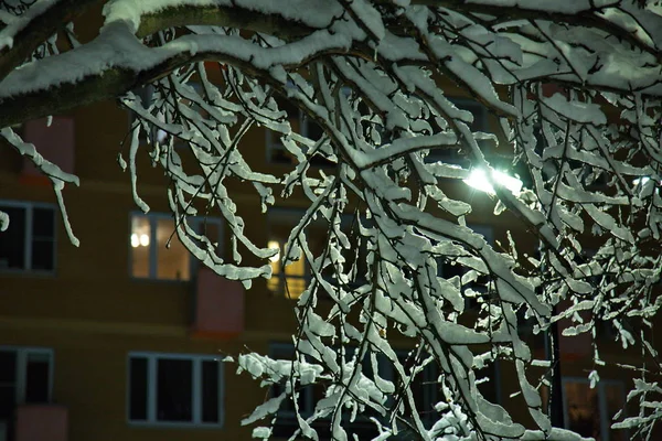 Заснеженные Деревья Зимнем Московском Парке — стоковое фото