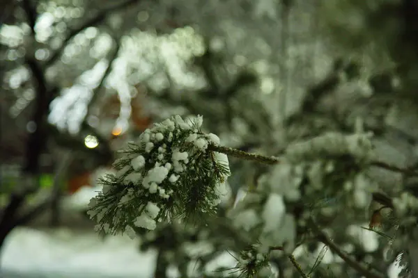 Заснеженные Деревья Зимнем Московском Парке — стоковое фото