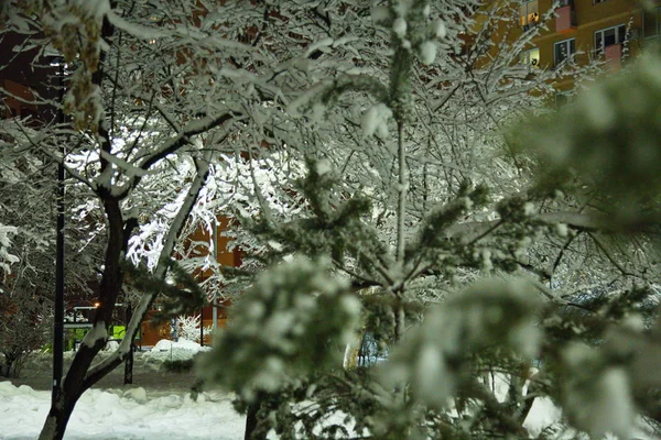 Árboles Cubiertos Nieve Parque Invernal Moscú —  Fotos de Stock