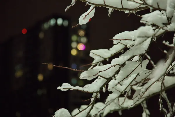 Засніжені Дерева Зимовому Московському Парку — стокове фото