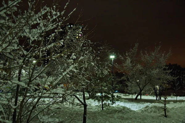 Arbres Enneigés Dans Parc Hivernal Moscou — Photo