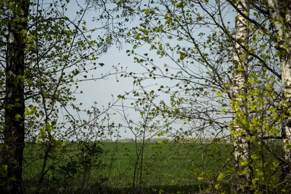 Paysage Printanier Dans Zone Centrale Russie — Photo